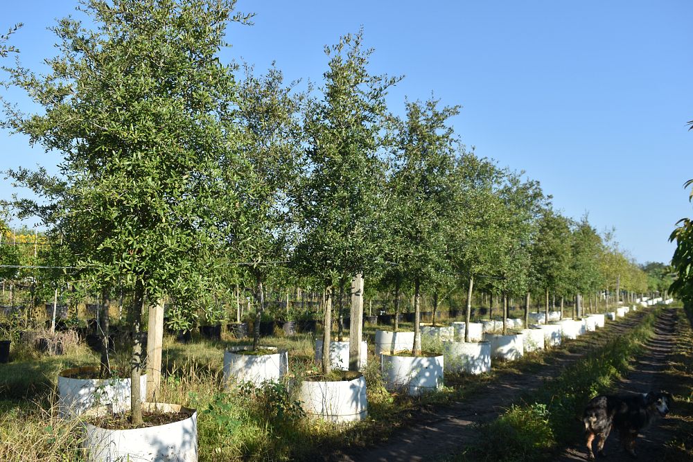 quercus-virginiana-live-oak-southern-oak-tree