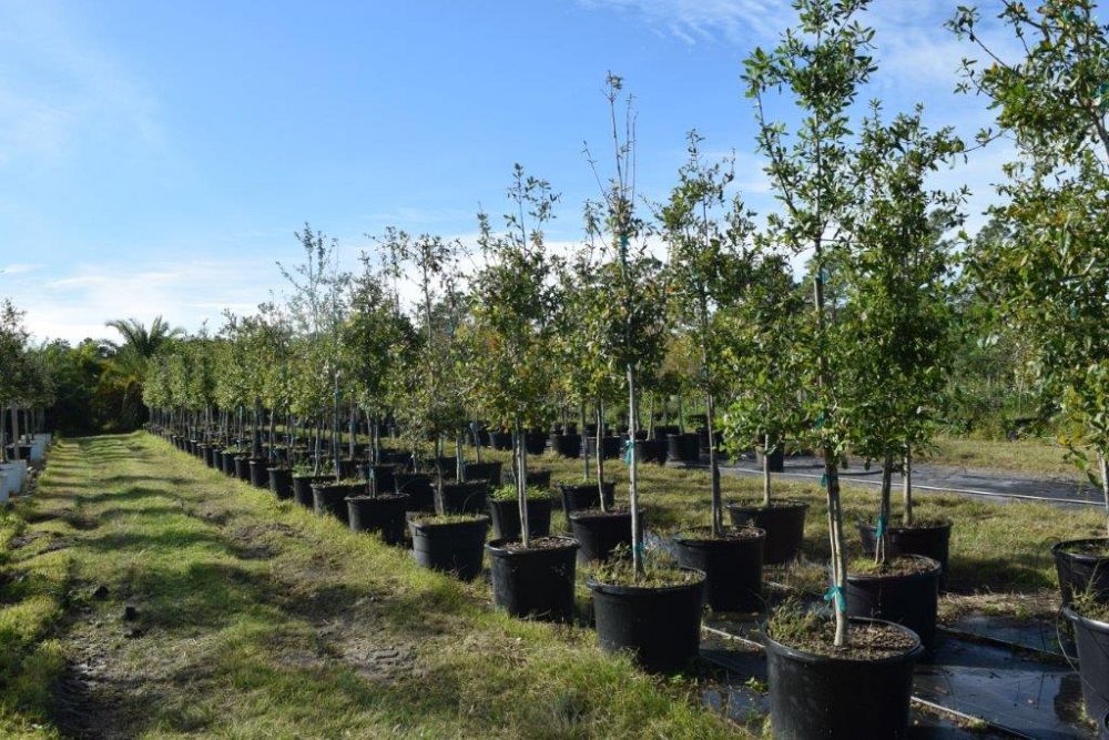 quercus-virginiana-live-oak-southern-oak-tree