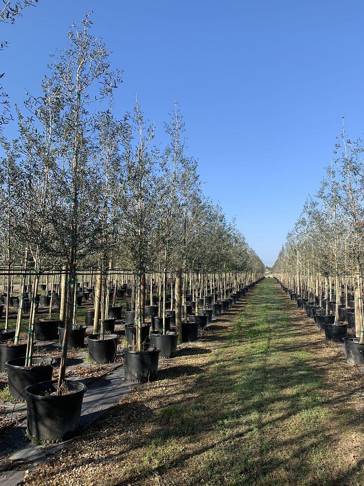 quercus-virginiana-live-oak-southern-oak-tree