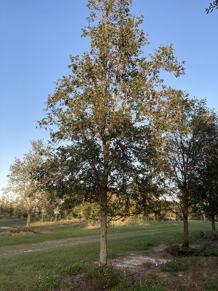 quercus-virginiana-live-oak-southern-oak-tree