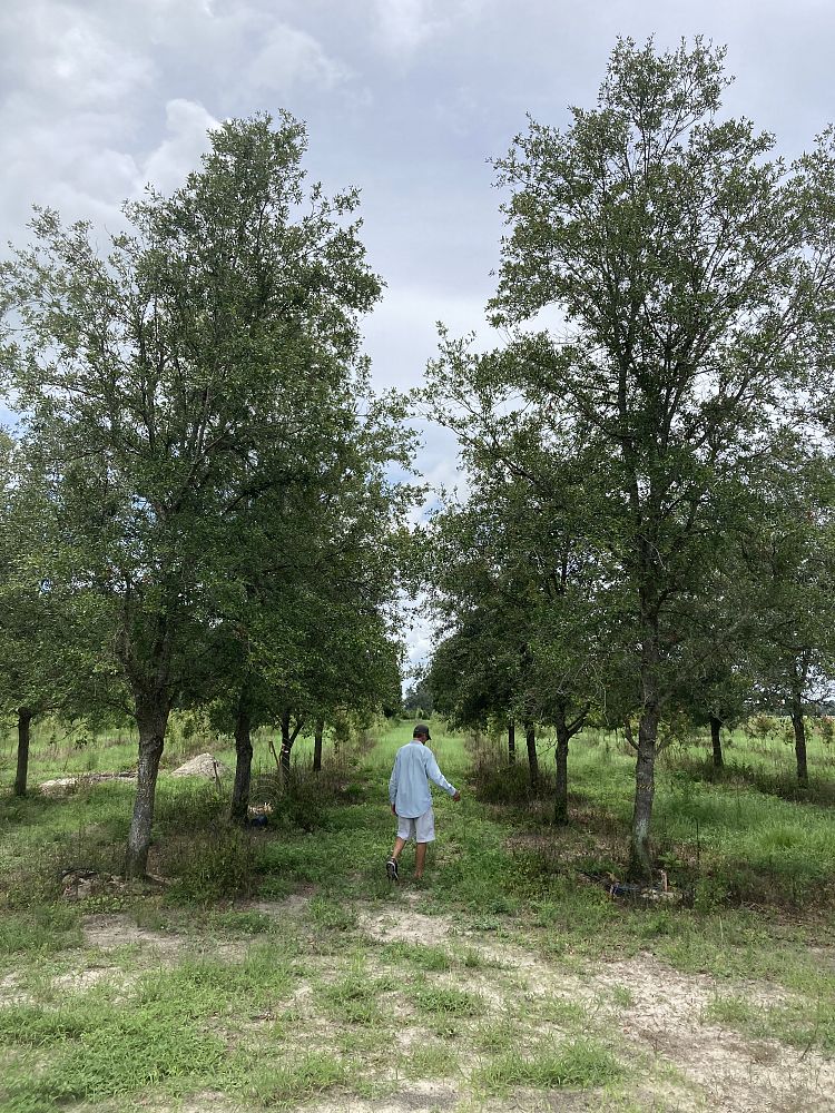 quercus-virginiana-live-oak-southern-oak-tree