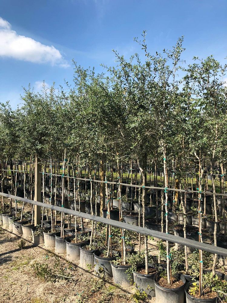 quercus-virginiana-live-oak-southern-oak-tree