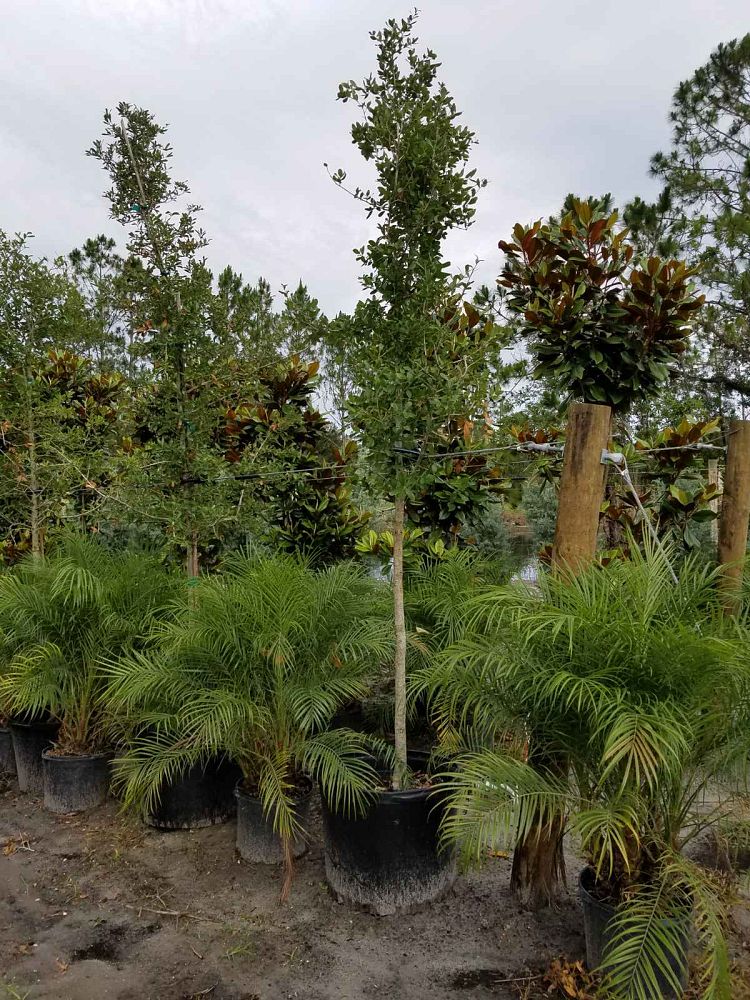 quercus-virginiana-live-oak-southern-oak-tree