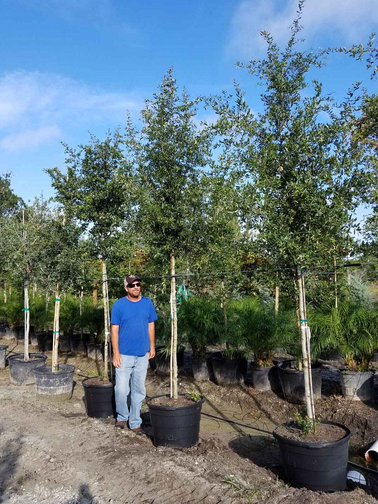 quercus-virginiana-live-oak-southern-oak-tree