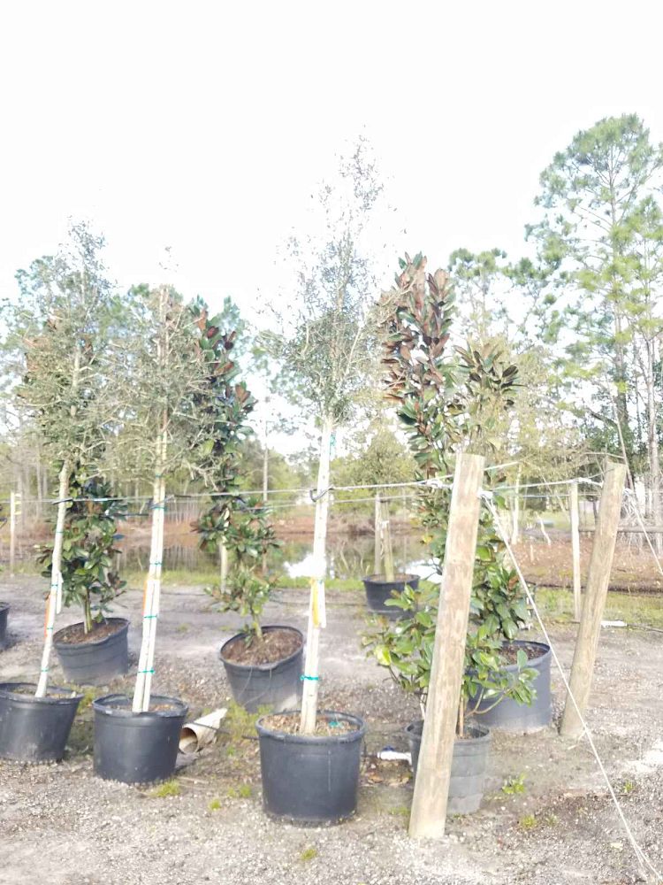 quercus-virginiana-live-oak-southern-oak-tree