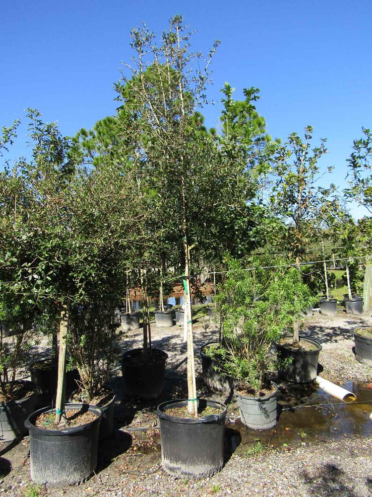 quercus-virginiana-live-oak-southern-oak-tree