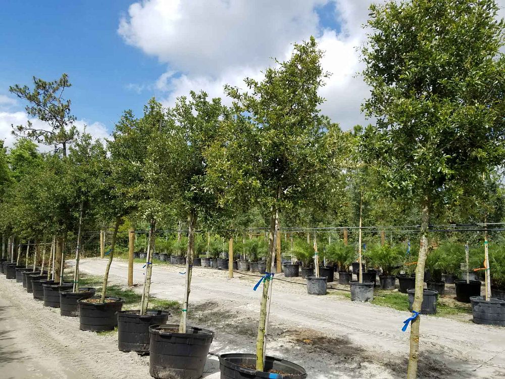 quercus-virginiana-live-oak-southern-oak-tree