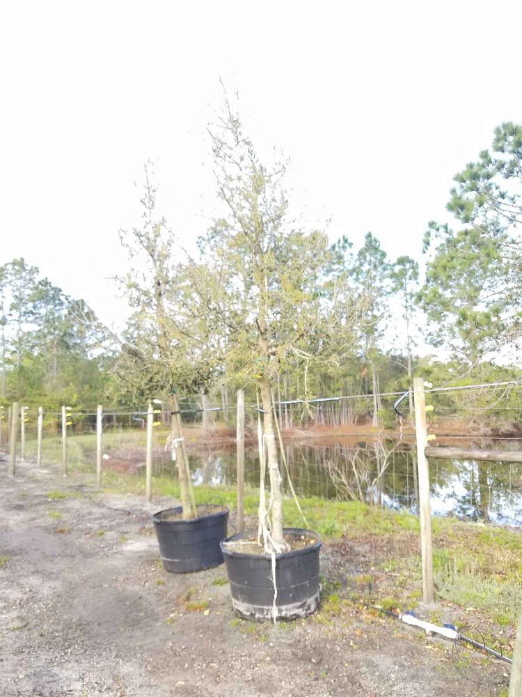 quercus-virginiana-live-oak-southern-oak-tree