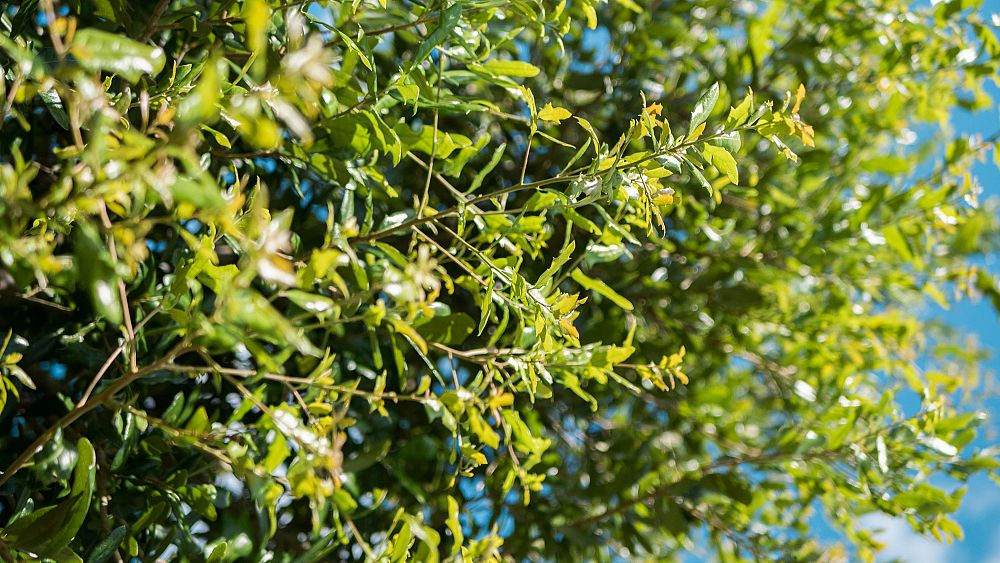 quercus-virginiana-live-oak-southern-oak-tree
