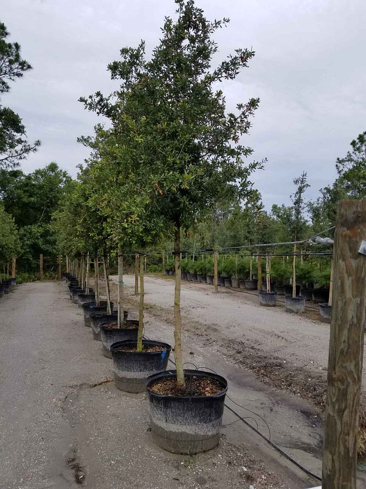 quercus-virginiana-live-oak-southern-oak-tree