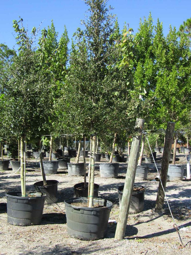 quercus-virginiana-live-oak-southern-oak-tree