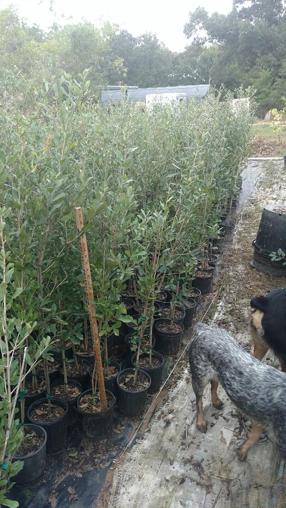 quercus-virginiana-live-oak-southern-oak-tree