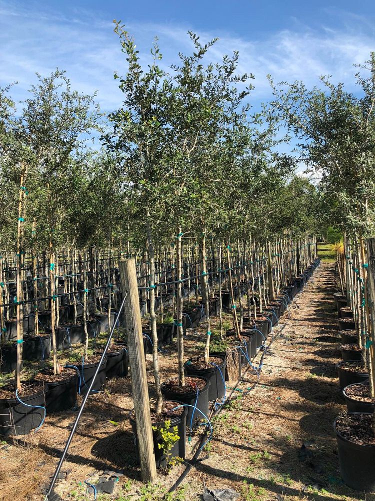 quercus-virginiana-live-oak-southern-oak-tree