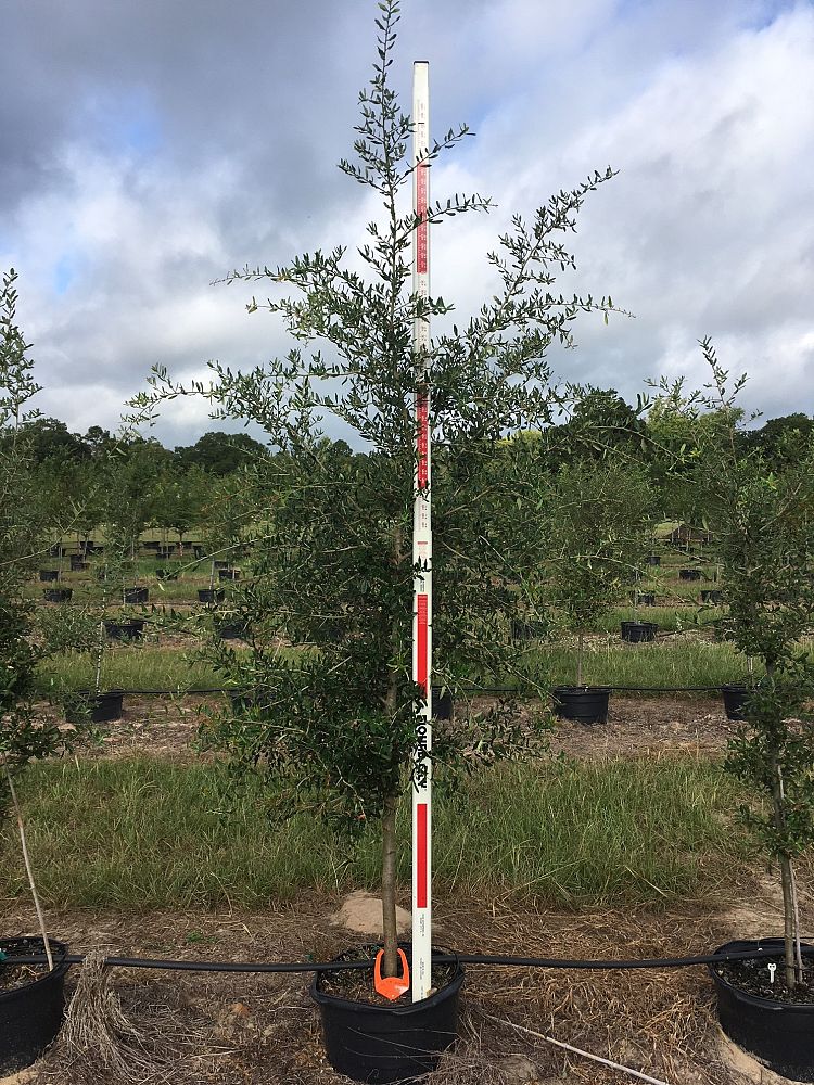 quercus-virginiana-live-oak-southern-oak-tree