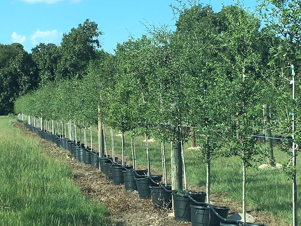 quercus-virginiana-live-oak-southern-oak-tree