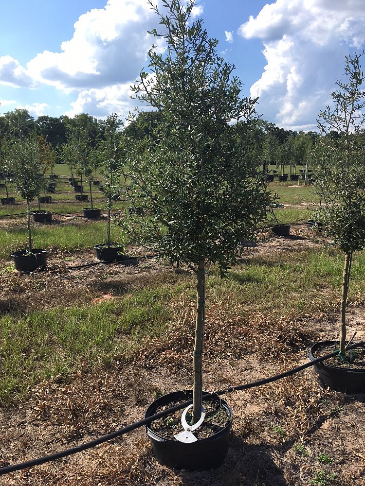 quercus-virginiana-live-oak-southern-oak-tree