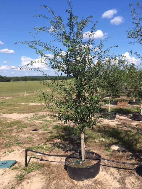quercus-virginiana-live-oak-southern-oak-tree