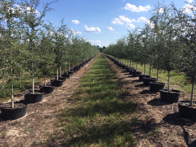 quercus-virginiana-live-oak-southern-oak-tree