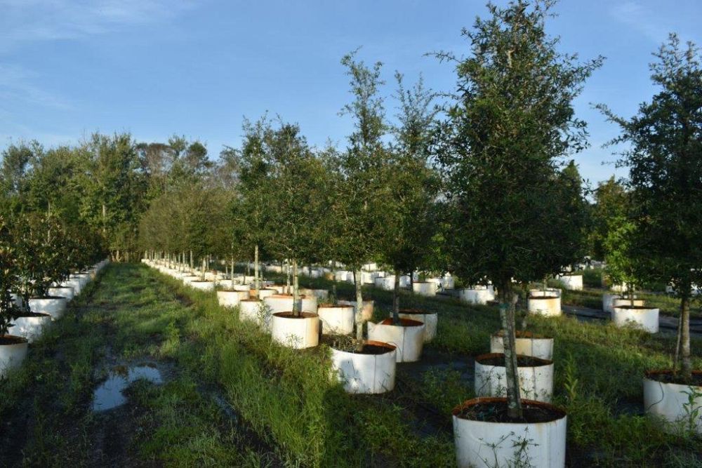 quercus-virginiana-live-oak-southern-oak-tree