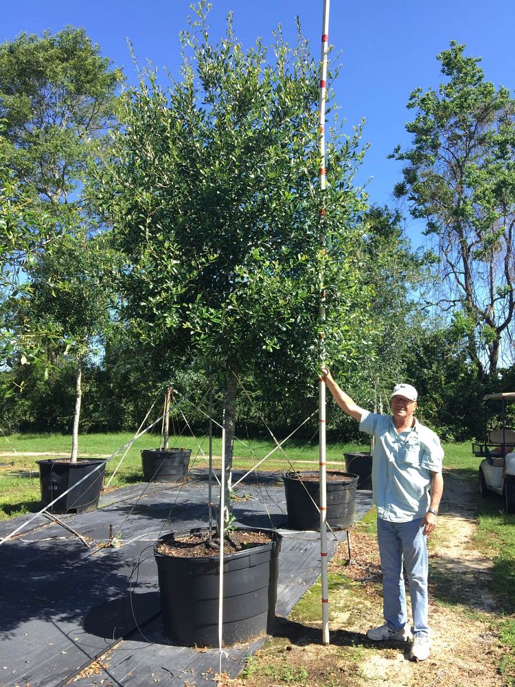 quercus-virginiana-live-oak-southern-oak-tree