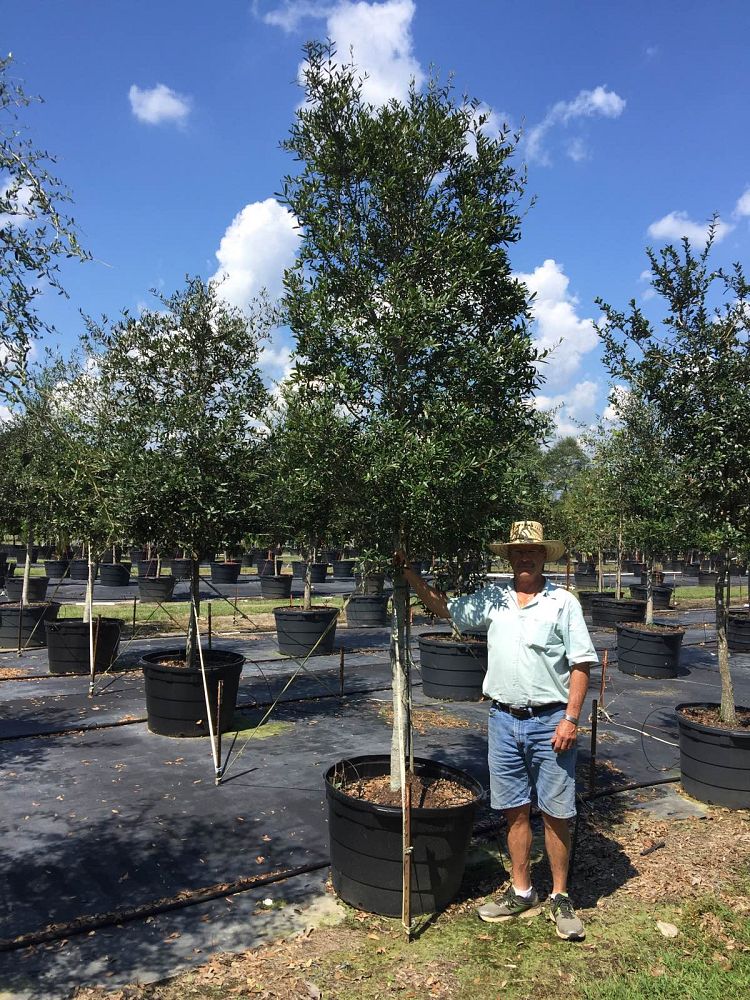 quercus-virginiana-live-oak-southern-oak-tree