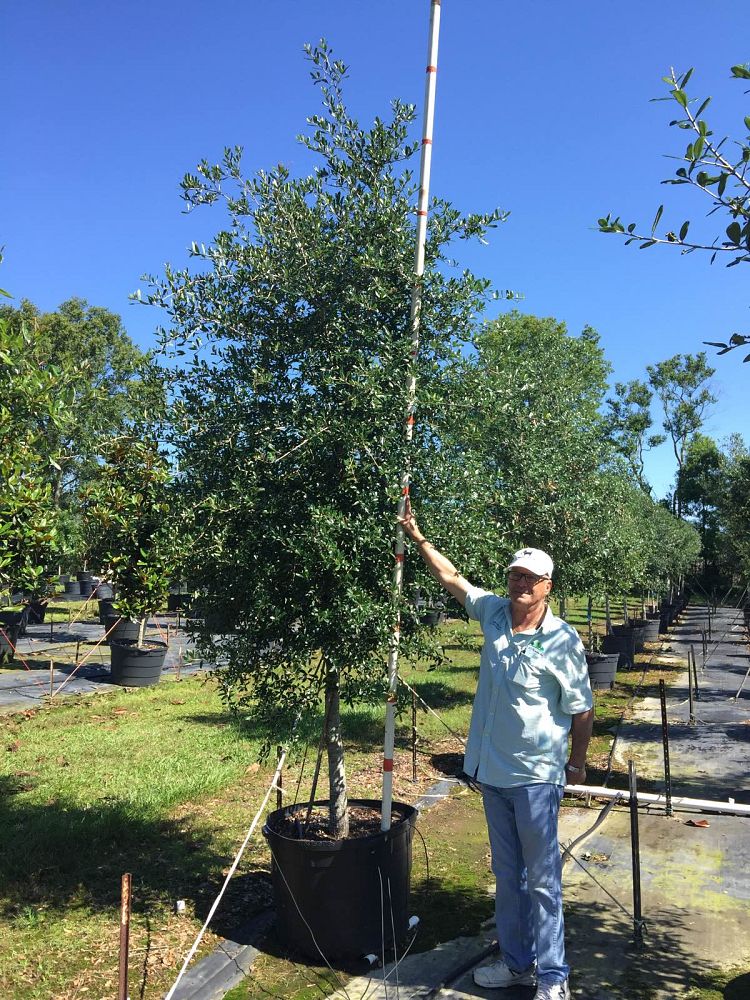 quercus-virginiana-live-oak-southern-oak-tree