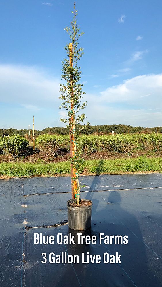 quercus-virginiana-live-oak-southern-oak-tree