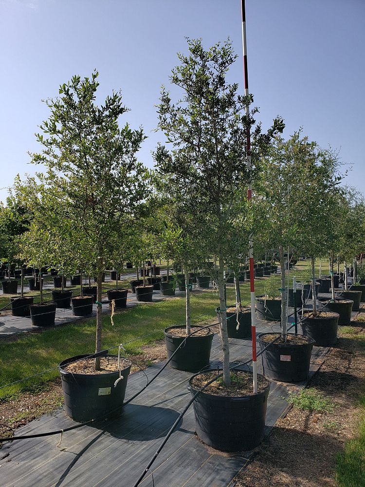 quercus-virginiana-live-oak-southern-oak-tree