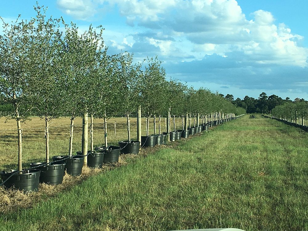 quercus-virginiana-live-oak-southern-oak-tree