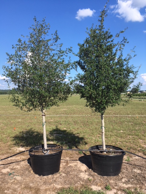 quercus-virginiana-live-oak-southern-oak-tree