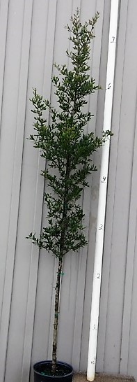 quercus-virginiana-live-oak-southern-oak-tree