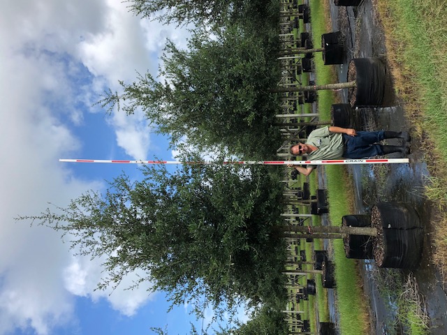 quercus-virginiana-live-oak-southern-oak-tree