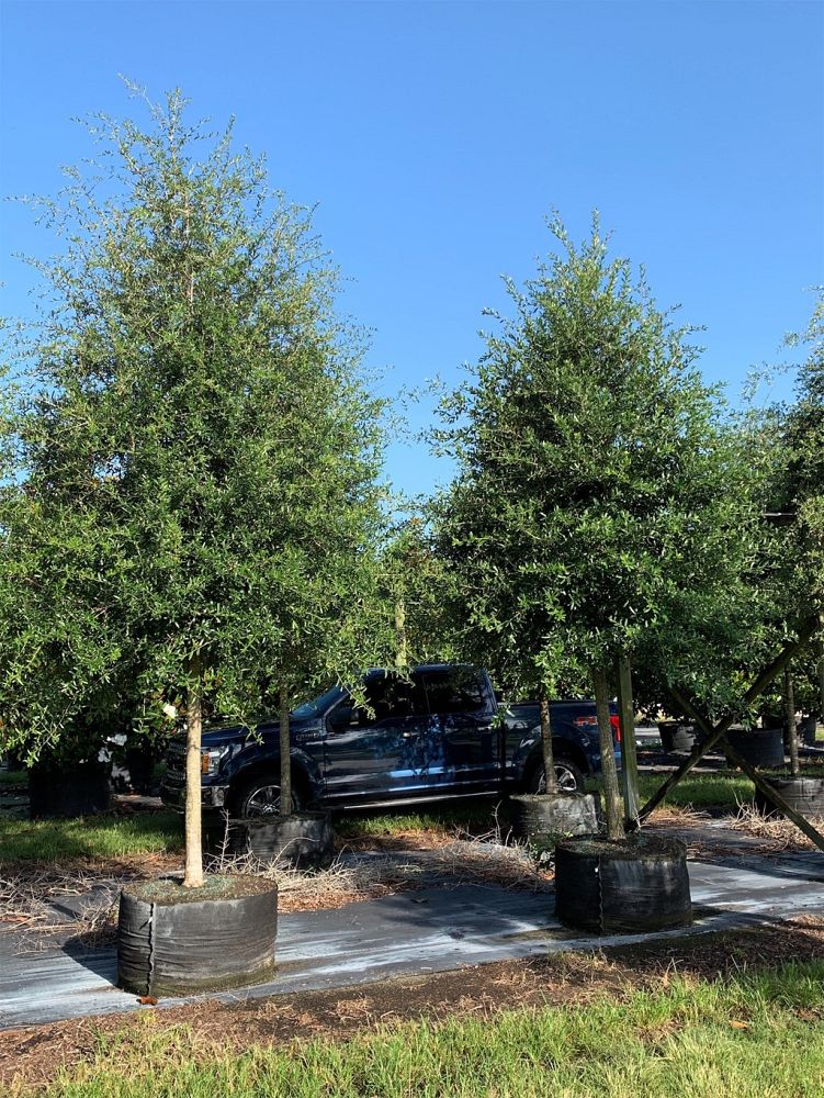 quercus-virginiana-live-oak-southern-oak-tree