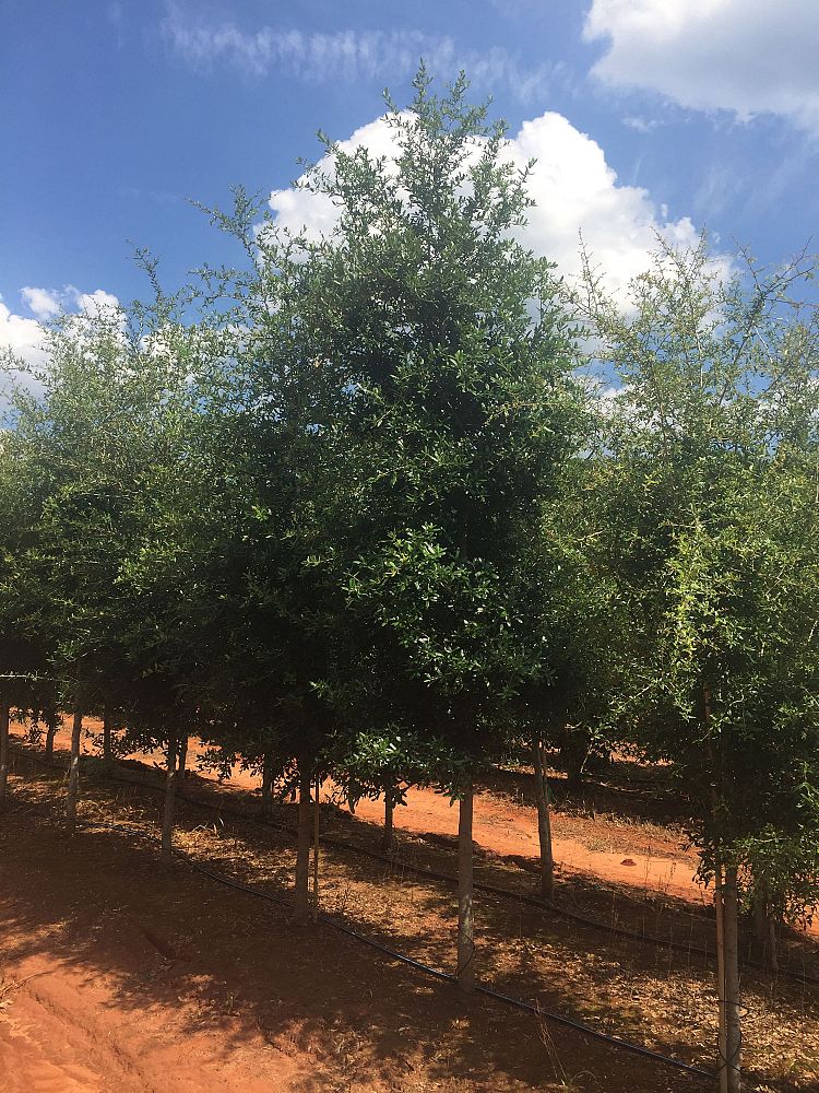 quercus-virginiana-live-oak-southern-oak-tree