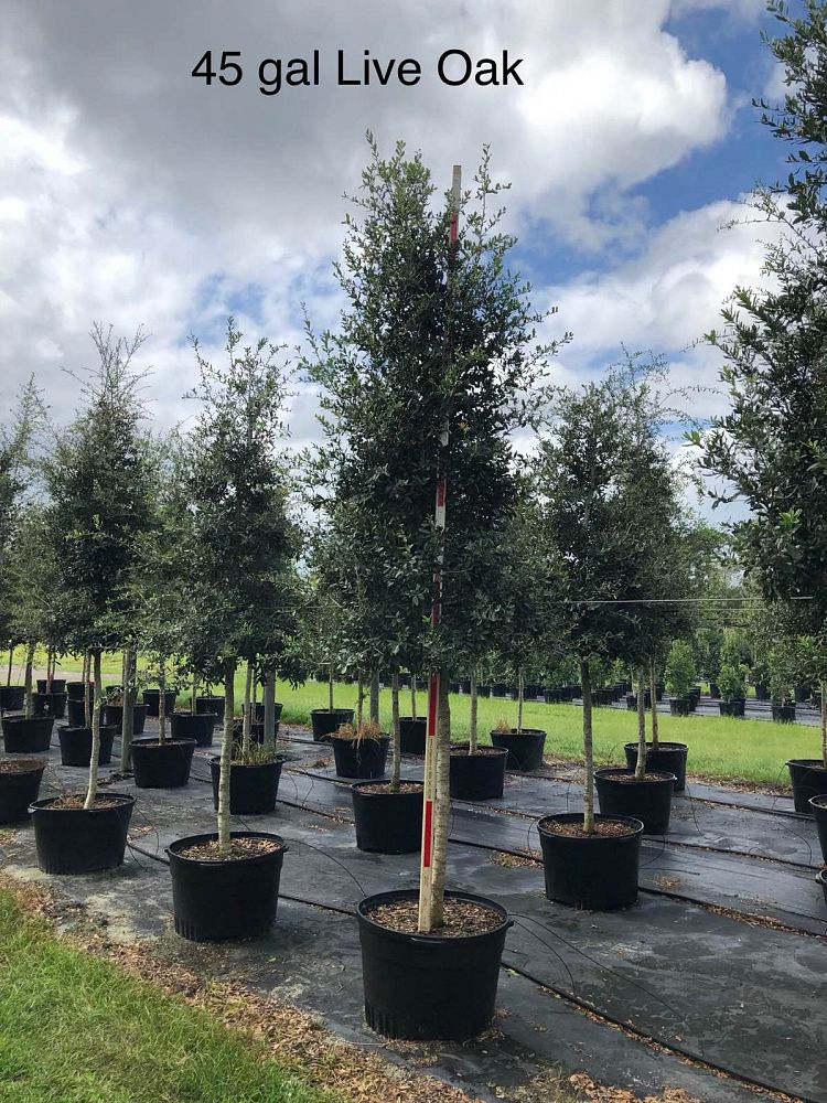 quercus-virginiana-live-oak-southern-oak-tree