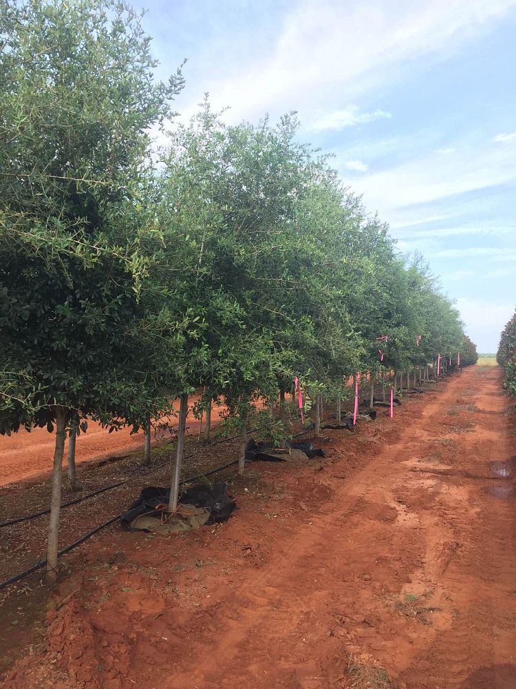 quercus-virginiana-live-oak-southern-oak-tree