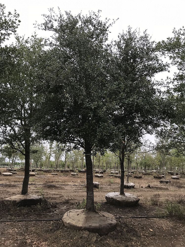 quercus-virginiana-live-oak-southern-oak-tree