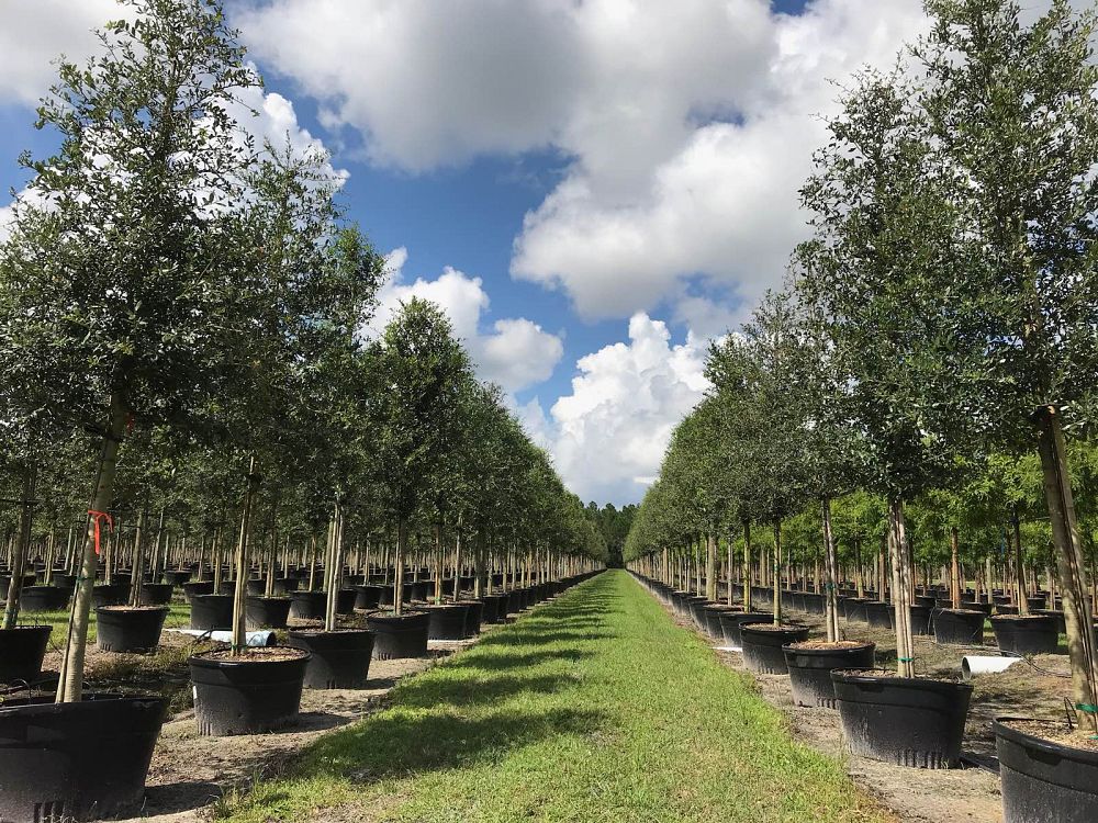 quercus-virginiana-live-oak-southern-oak-tree