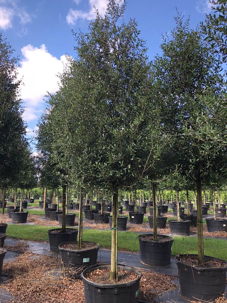 quercus-virginiana-live-oak-southern-oak-tree
