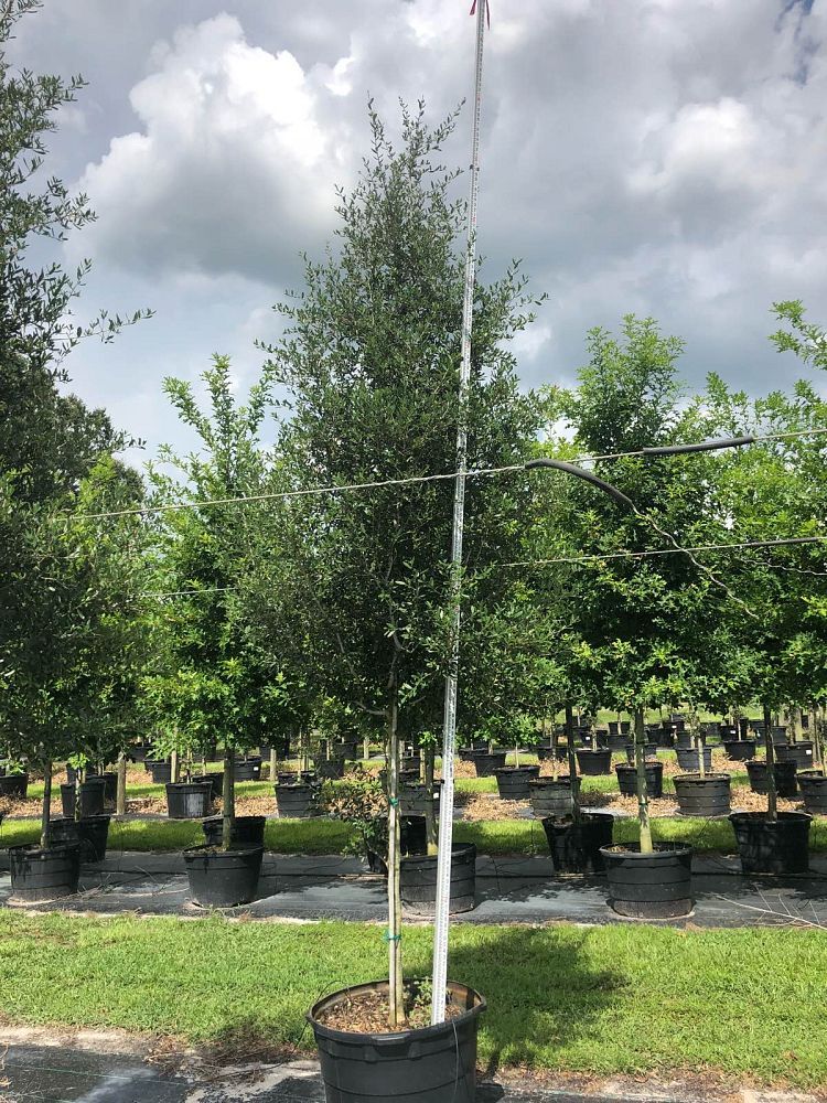 quercus-virginiana-live-oak-southern-oak-tree