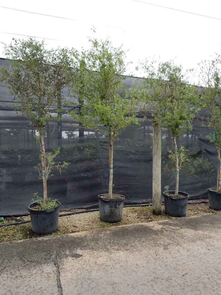 quercus-virginiana-live-oak-southern-oak-tree