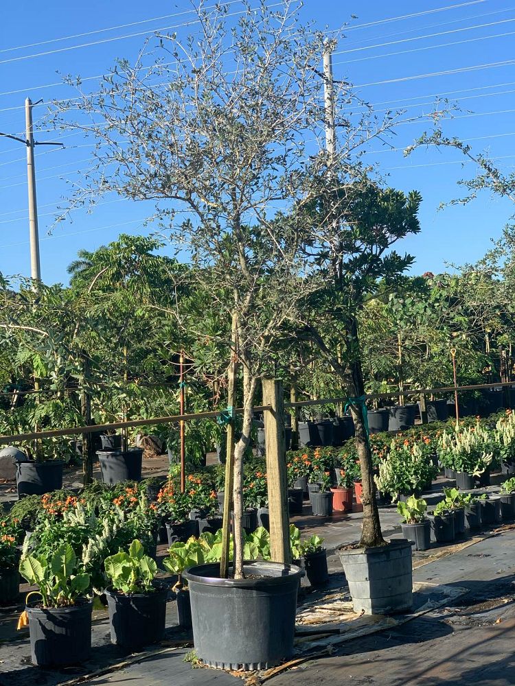 quercus-virginiana-live-oak-southern-oak-tree