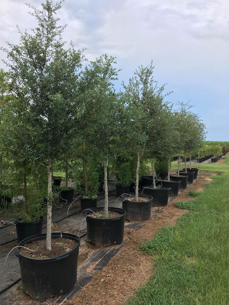 quercus-virginiana-live-oak-southern-oak-tree