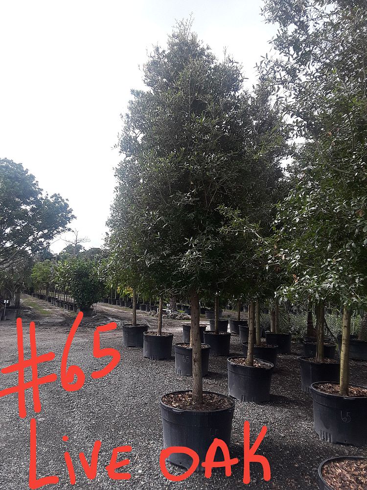 quercus-virginiana-live-oak-southern-oak-tree