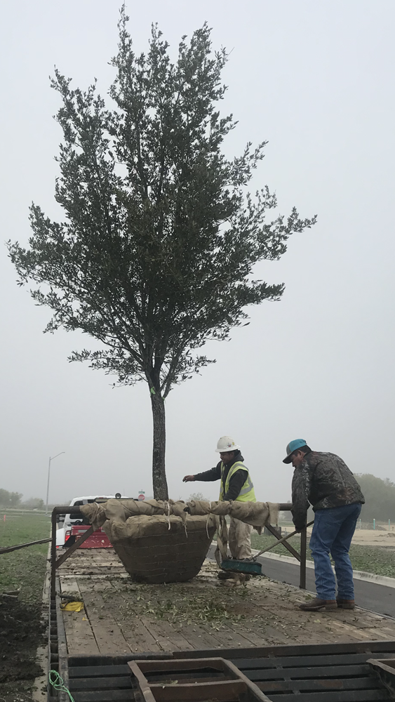 quercus-virginiana-live-oak-southern-oak-tree