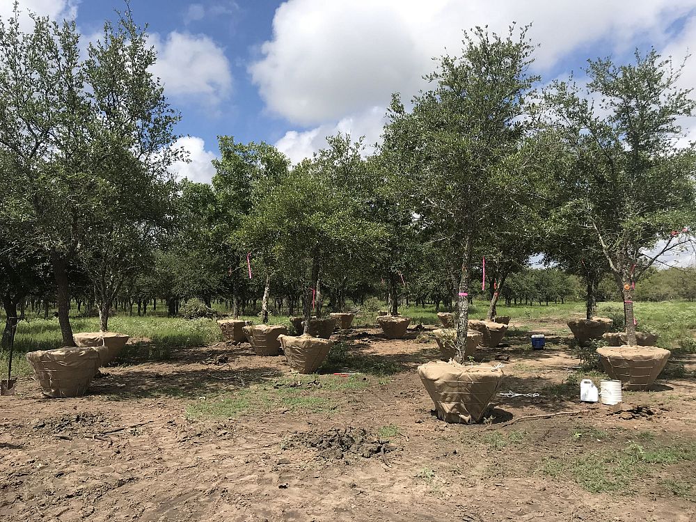 quercus-virginiana-live-oak-southern-oak-tree