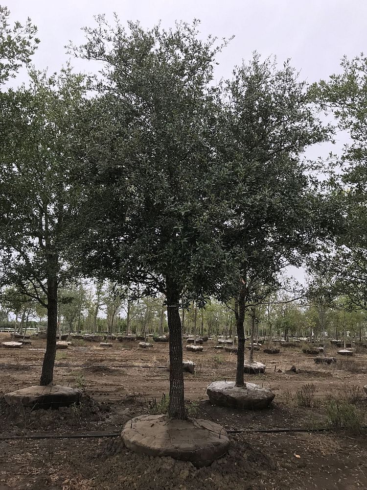 quercus-virginiana-live-oak-southern-oak-tree