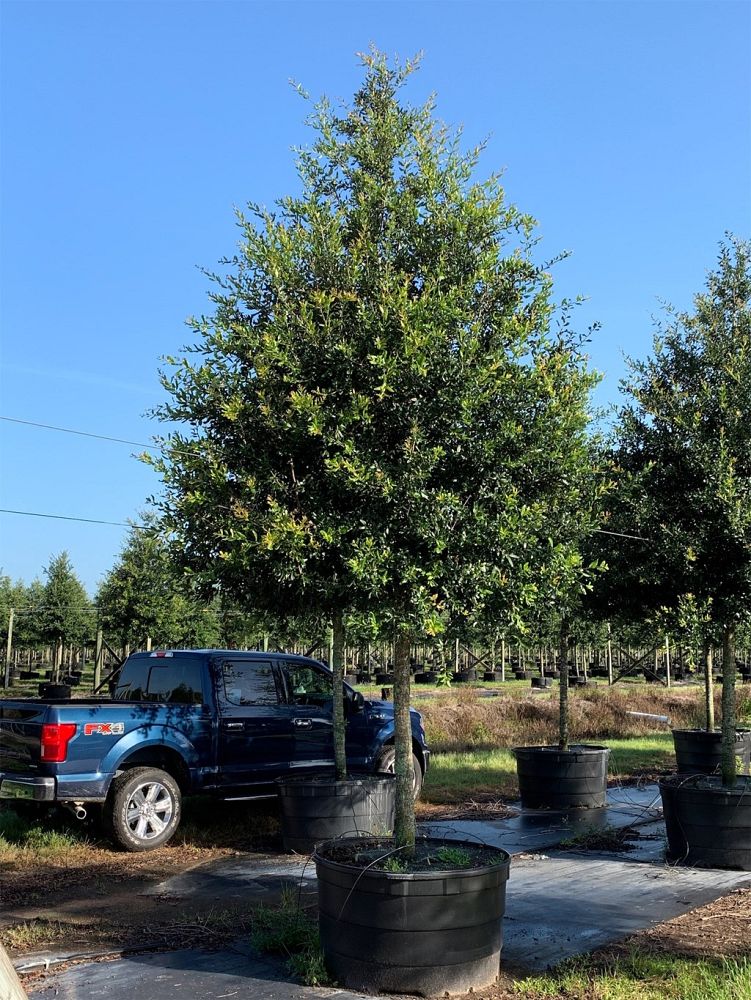 quercus-virginiana-live-oak-southern-oak-tree