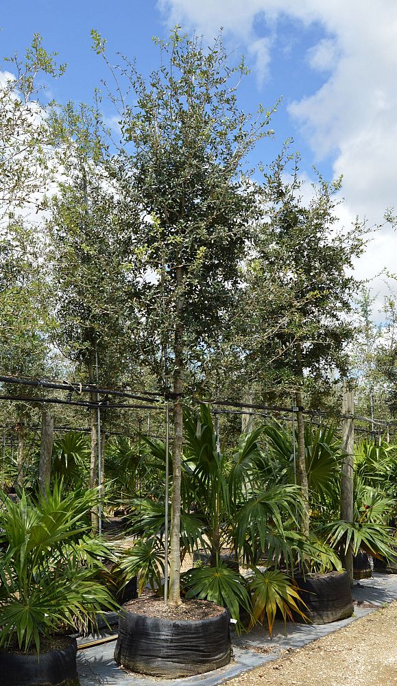 quercus-virginiana-live-oak-southern-oak-tree