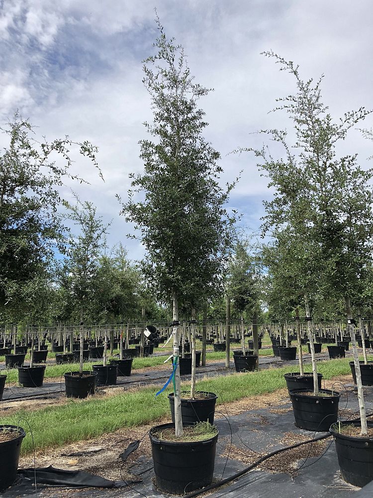 quercus-virginiana-live-oak-southern-oak-tree